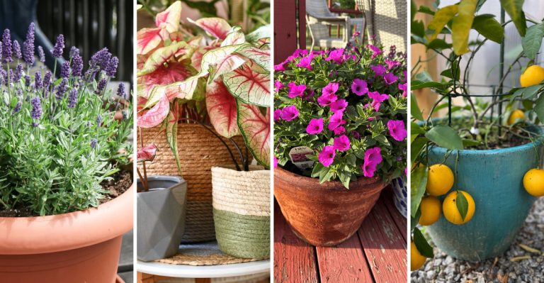 15 Must-Have Container Plants to Create Your Dream Potted Garden