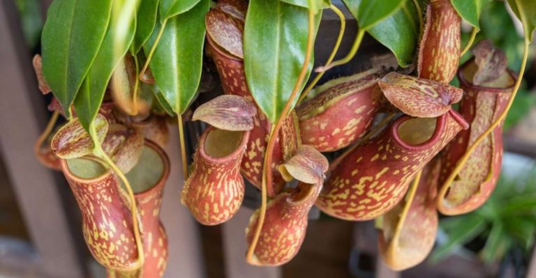 15 Unique Plants You’ll Only Find Growing in the U.S.