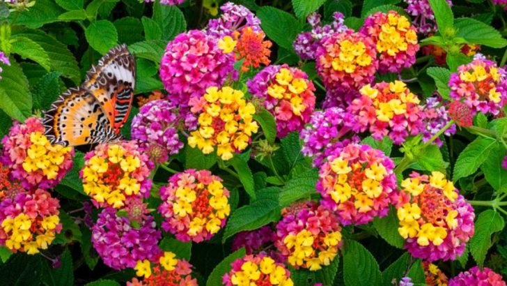 16 Nectar-Rich Plants That Swallowtail Butterflies Absolutely Love