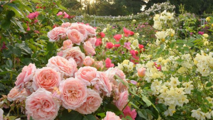 16 Old-Fashioned Garden Plants Your Great-Grandmother Swore By