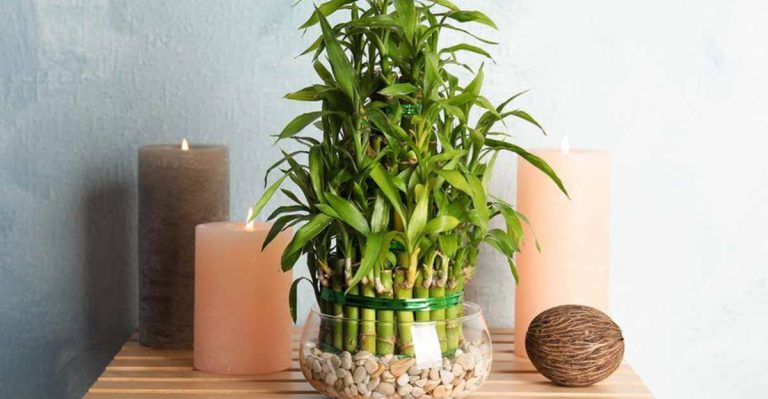17 Lucky Plants Throughout History and How to Grow Them Today