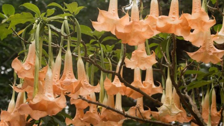 17 Night Blooming Flowers You Didn’t know you Need in Your Garden