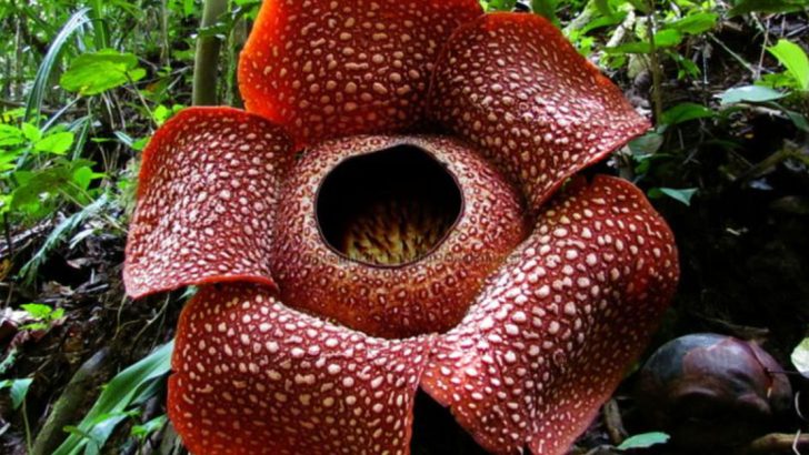 17 Spectacular International Plants That You Won’t See in America