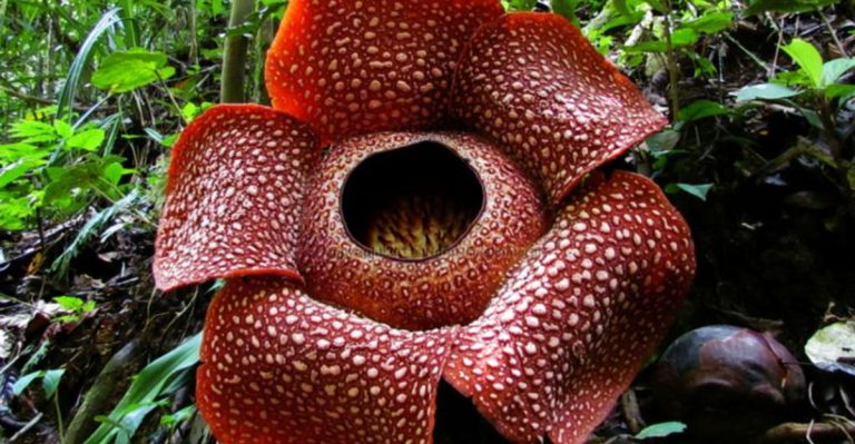 17 Spectacular International Plants That You Won’t See in America