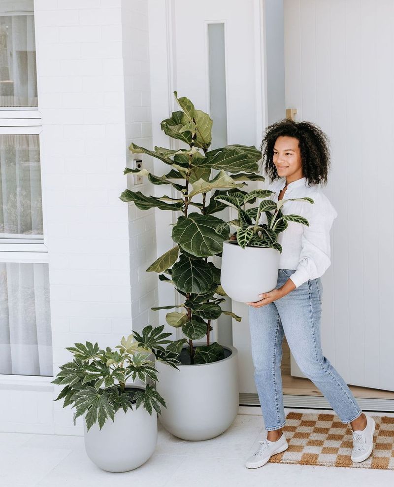 2. Fiddle Leaf Fig