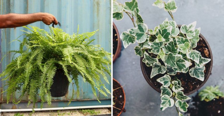 20 Plants That Shaped the Earthy Garden Aesthetic of the 1970s