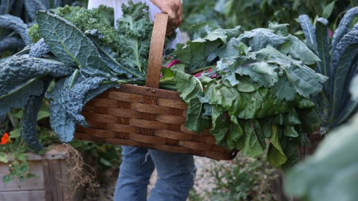 21 Beginner-Friendly Crops That Deliver Multiple Harvests From One Planting