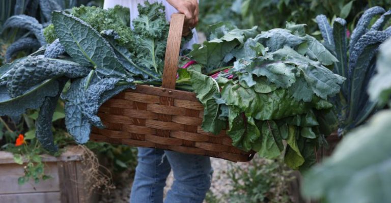 21 Beginner-Friendly Crops That Deliver Multiple Harvests From One Planting