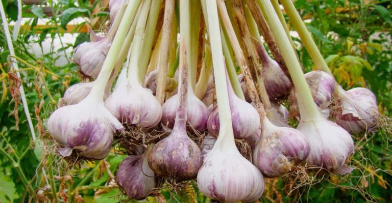 22 Edible Garden Crops That Practically Grow Themselves