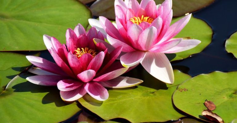 22 Flowers with Cultural and Historical Significance Around the World