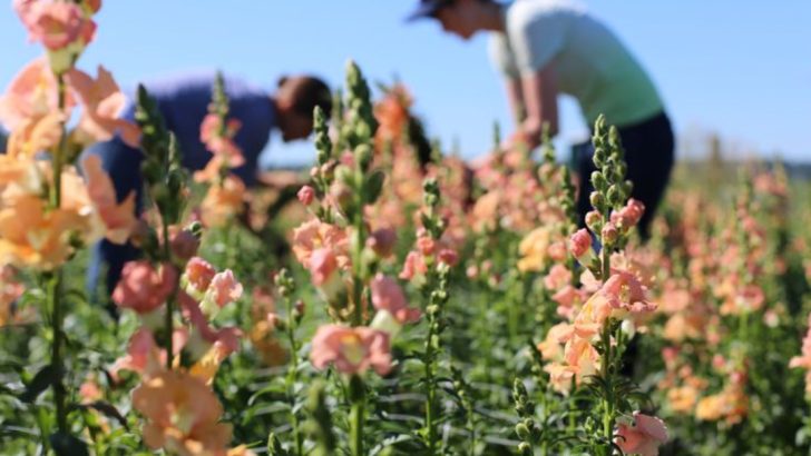 22 Old-Fashioned Flower Varieties That Deserve a Comeback