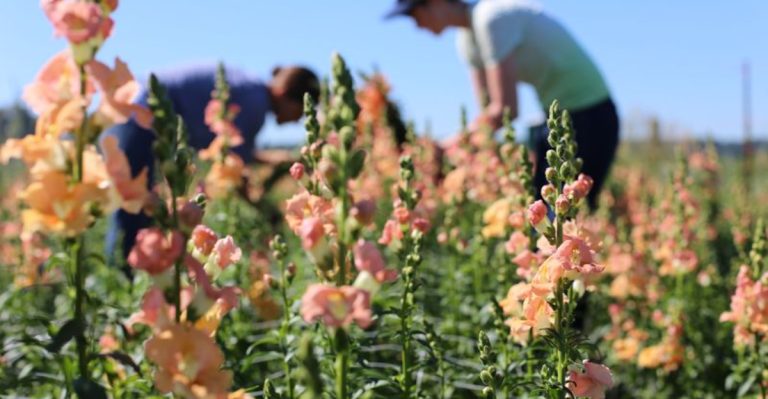 22 Old-Fashioned Flower Varieties That Deserve a Comeback