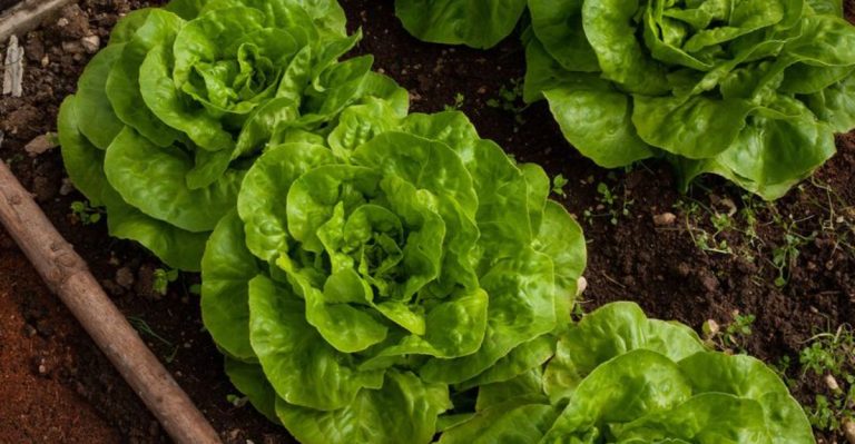 23 Vegetables You Can Successfully Grow in Shade