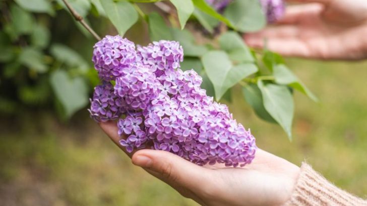 25 Plants to Let Grow Unpruned in Spring for Optimal Health