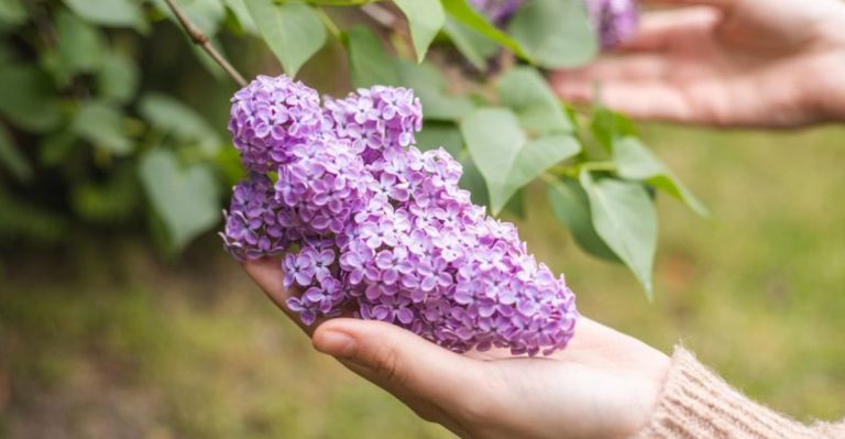25 Plants to Let Grow Unpruned in Spring for Optimal Health