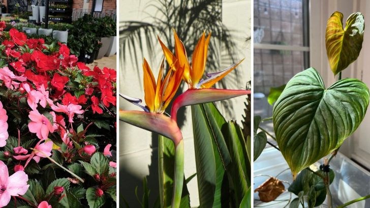 26 Bold and Beautiful Plants That Defined 1980s Garden Trends