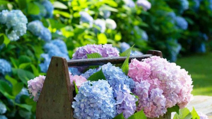 26 Plants That Made Gardening in the 1960s Unforgettable