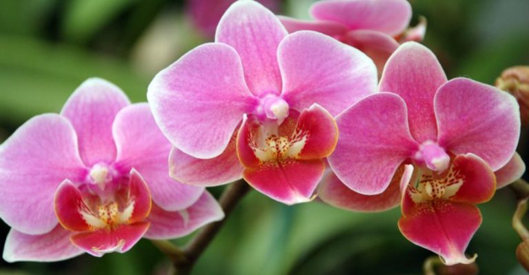27 Flowers With Romantic Meanings to Inspire Your Valentine’s Garden