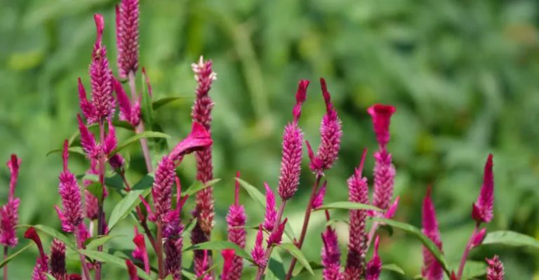 28 Plants That Have Been Sacred Through the Ages and How to Grow Them