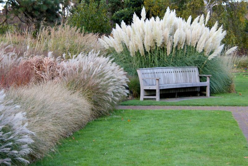 3. Ornamental Grasses