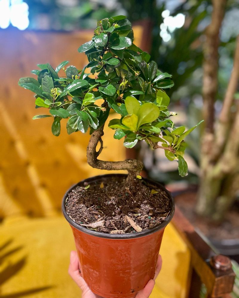 4. Bonsai Tree