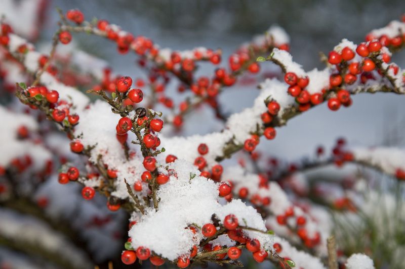 5. Berry-Bearing Shrubs