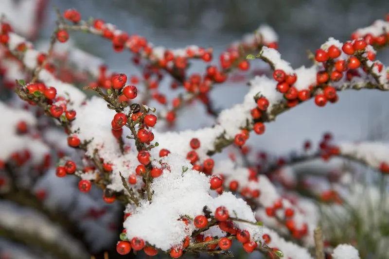 5. Berry-Bearing Shrubs