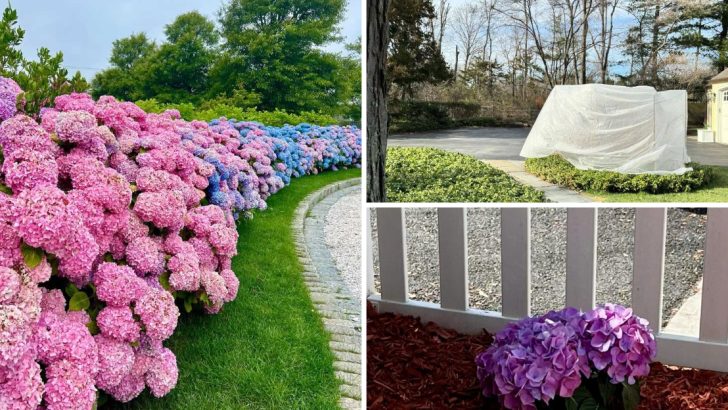 6 Proven Ways to Protect Your Hydrangeas in Winter for Stunning Blooms Next Year