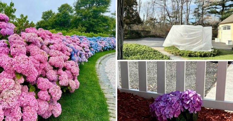 6 Proven Ways to Protect Your Hydrangeas in Winter for Stunning Blooms Next Year