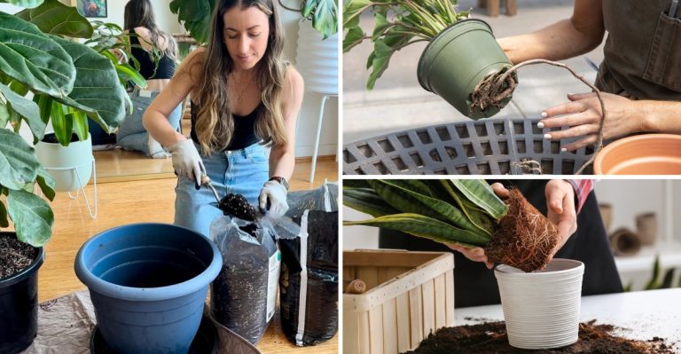 6 Reasons Winter Is the Worst Time to Repot Your Houseplants