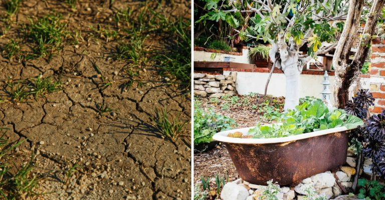 6 Reasons to Stop Using Fertilizer in Your Garden (and Natural Alternatives to Try)