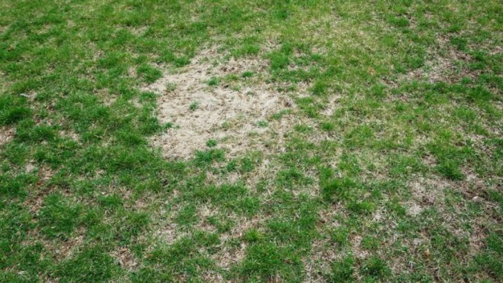 6 Things You Should Stop Doing to Your Lawn in Winter (and Better Alternatives)