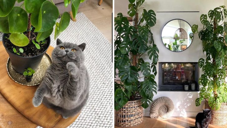 6 Tips for Keeping Your Indoor Plants Safe From Cats