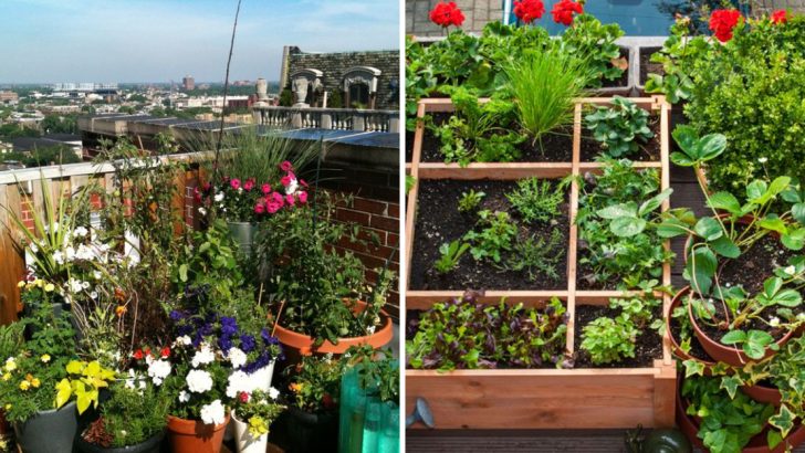 7 Common Mistakes to Avoid When Setting Up a Balcony Garden