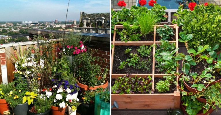 7 Common Mistakes to Avoid When Setting Up a Balcony Garden