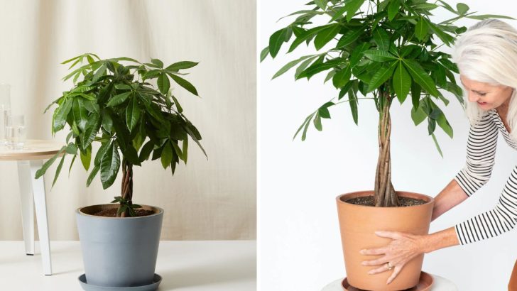 7 Easy Money Tree Care Tips to Keep Your Luck Growing Indoors