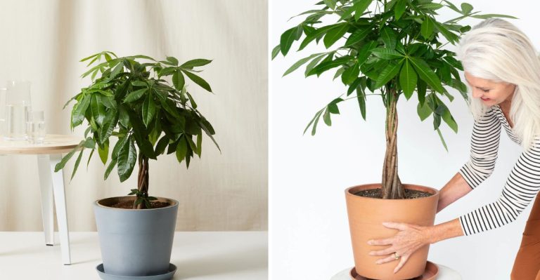 7 Easy Money Tree Care Tips to Keep Your Luck Growing Indoors