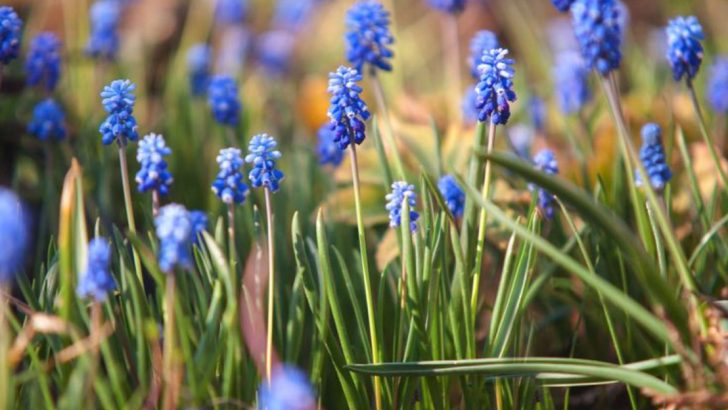 7 Must-Know Tips for Growing Muscari and Creating Indigo Spring Magic