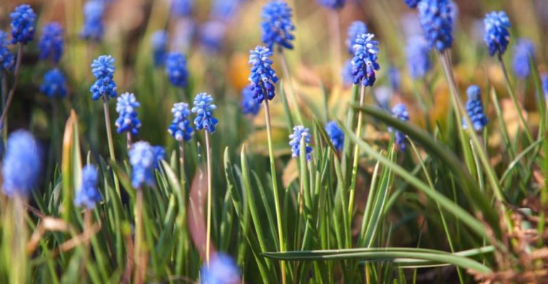 7 Must-Know Tips for Growing Muscari and Creating Indigo Spring Magic
