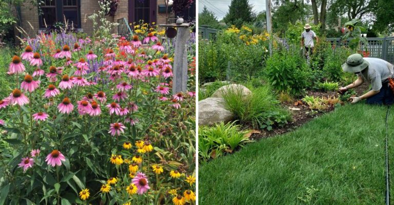 7 Must-Know Tips for Planting a Thriving Prairie Garden