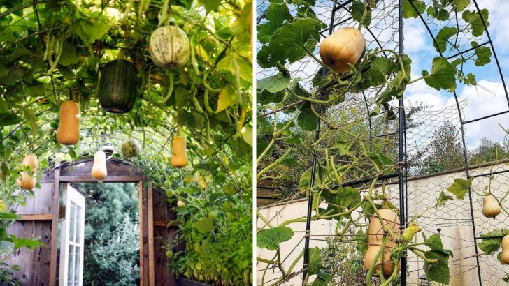 7 Steps for Growing Squash Vertically in a Small Garden