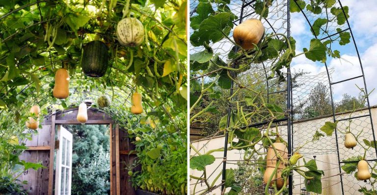 7 Steps for Growing Squash Vertically in a Small Garden