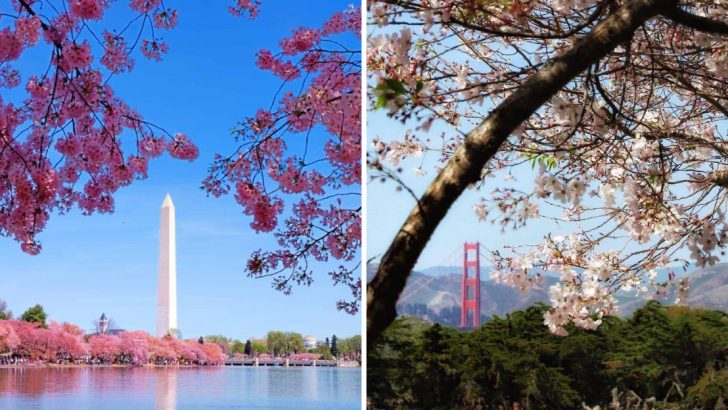 7 Stunning Cherry Blossom Spots in the U.S. for Spring Lovers