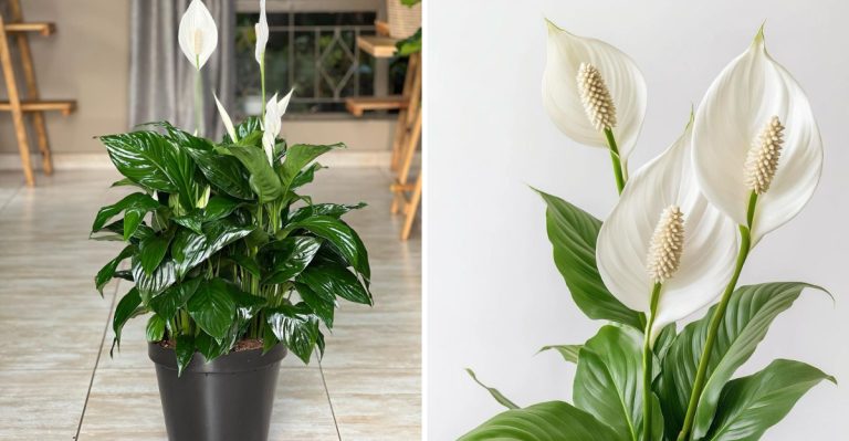 7 Surprising Reasons Your Peace Lily Has Brown Tips (And How to Fix It)