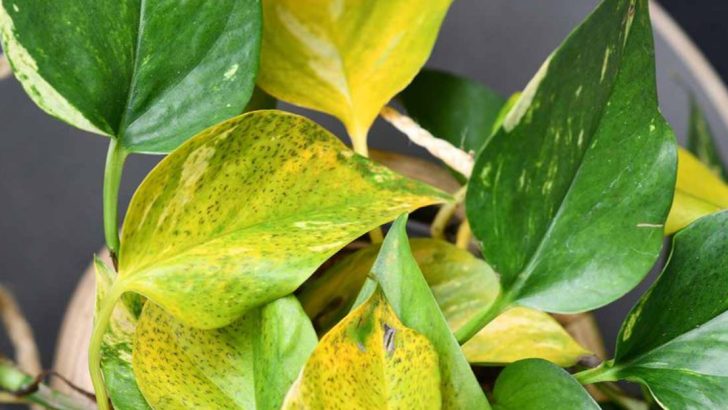 7 Warning Signs That Show Your Pothos Needs Help