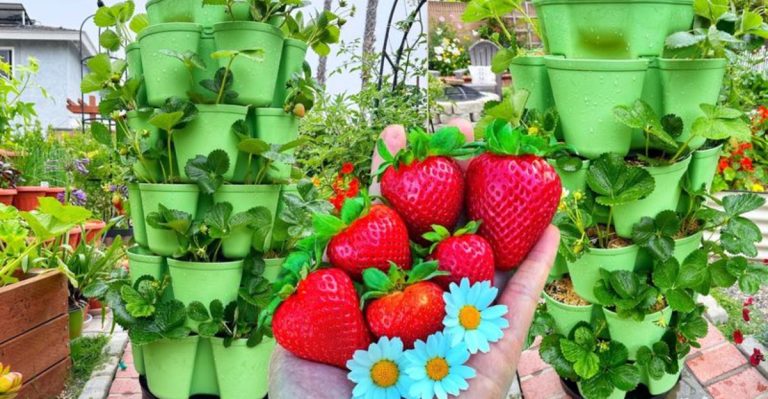 7 Ways Vertical Containers Are Perfect for Growing Strawberries