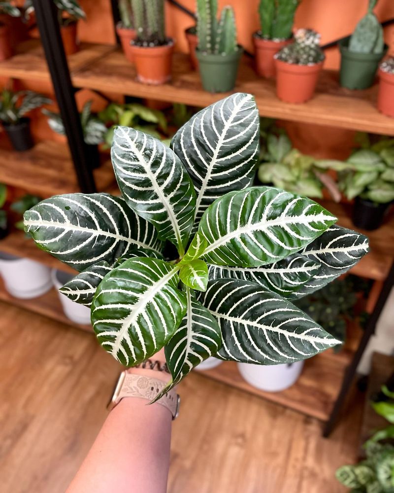 7. Zebra Plant