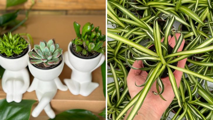 8 Adorable Tiny Houseplants Perfect for Small Spaces and Thoughtful Gifts