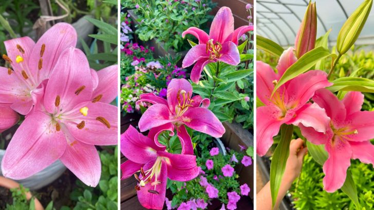 8 Common Mistakes to Avoid When Growing Pink Lilies