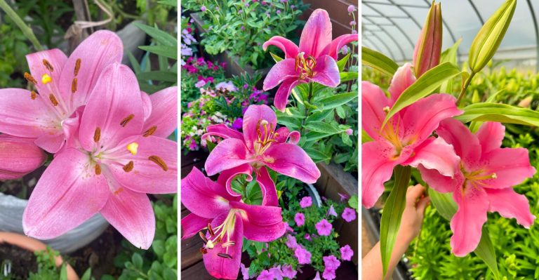 8 Common Mistakes to Avoid When Growing Pink Lilies